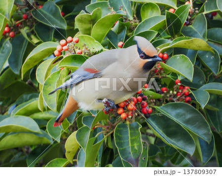クロガネモチの木の実を食べに来たヒレンジャク 137809307