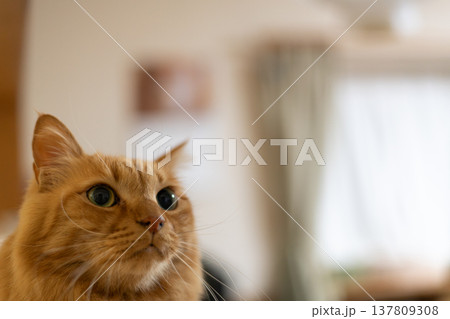 座って見上げる可愛い猫　茶トラ猫 137809308