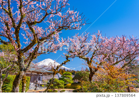 （静岡県）大石寺庭園の梅の花と富士山 137809564