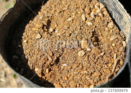 ポットに撒かれたレタスの種 137809979