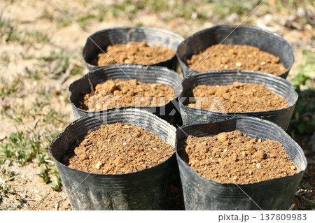 種の撒かれて覆土されたポット 137809983