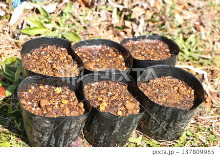 種の撒かれてかん水されたポット 137809985