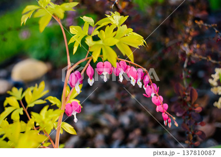 Pink Bleeding Heart Flowers with Golden Foliage in Spring Garden Pink Bleeding Heart Flowers with Golden Foliage in Spring Garden 137810087