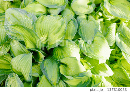 Lush Green Hosta Foliage Plant Growing in the Sunny Outdoor Garden 137810088