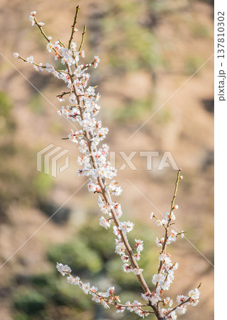 「岡山県」(3月)【観光地】桜が満開に咲く湖のある公園 お花見 「岡山県」(3月)【観光地】桜が満開に咲く湖のある公園 お花見 137810302