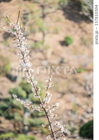 「岡山県」（3月）【観光地】桜が満開に咲く湖のある公園　お花見 137810304