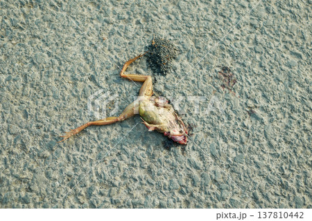 Agile frog dead road Rana dalmatina species amphibians crushed lying killed corpse sticks to the asphalt on the ground endangered mortality threat victim of vehicle collision with its internal organs Agile frog dead road Rana dalmatina species amphibians crushed lying killed corpse sticks to the asphalt on the ground endangered mortality threat victim of vehicle collision with its internal organs 137810442