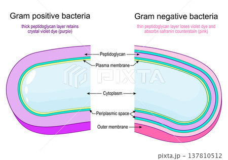 Gram positive bacteria or Gram negative bacteria. Gram stain test. Classification of bacteria by type of cell wall. 137810512