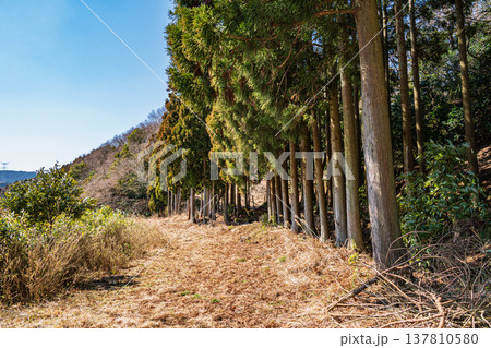 奥琵琶湖の針葉樹林　滋賀県長浜市近江塩津 137810580