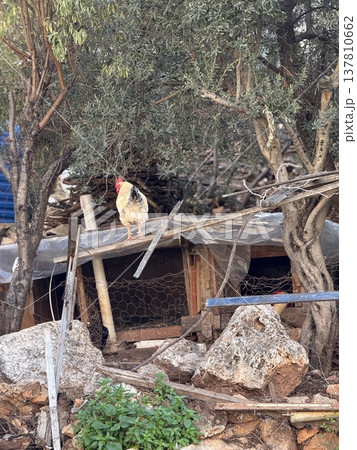 Rooster stands on coop amidst rural landscape with trees and rocks in natural setting 137810662