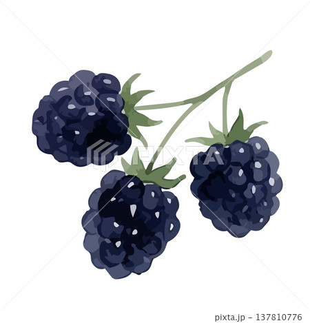 水彩風のブラックベリーのイラスト 137810776