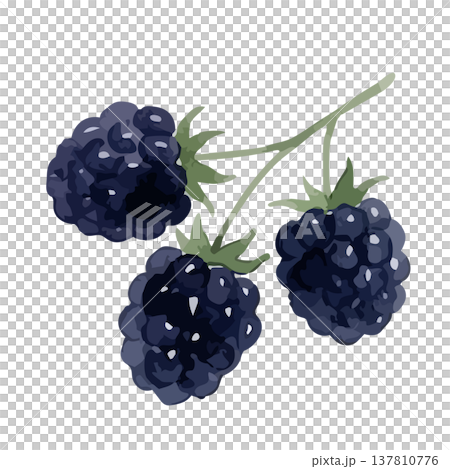 水彩風のブラックベリーのイラスト 137810776