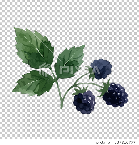 水彩風のブラックベリーのイラスト 137810777