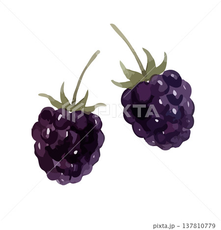 水彩風のブラックベリーのイラスト 水彩風のブラックベリーのイラスト 137810779