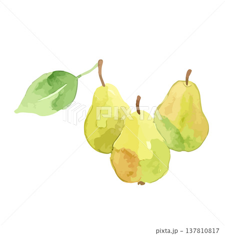 水彩風の洋梨・ラフランスのイラスト 137810817