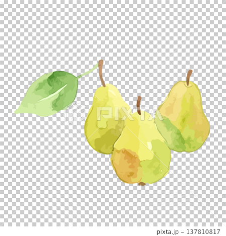 水彩風の洋梨・ラフランスのイラスト 137810817