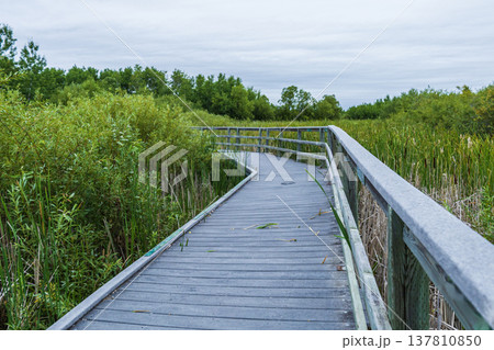 Wooden Boardwalk Through Lush Wetland Wooden Boardwalk Through Lush Wetland 137810850