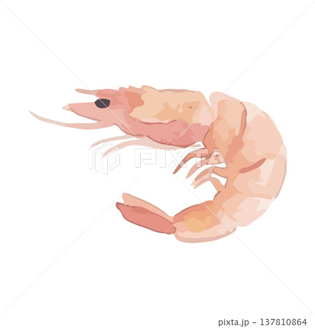 水彩風の海老のイラスト 137810864