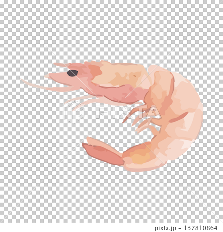 水彩風の海老のイラスト 137810864