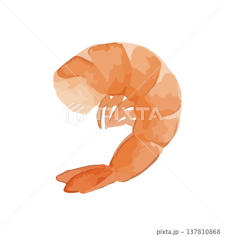 水彩風の海老のイラスト 137810868