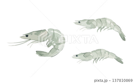 水彩風の海老のイラスト 水彩風の海老のイラスト 137810869