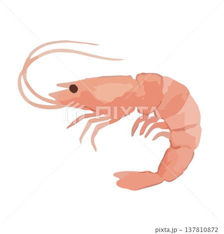 水彩風の海老のイラスト 水彩風の海老のイラスト 137810872