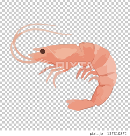 水彩風の海老のイラスト 水彩風の海老のイラスト 137810872