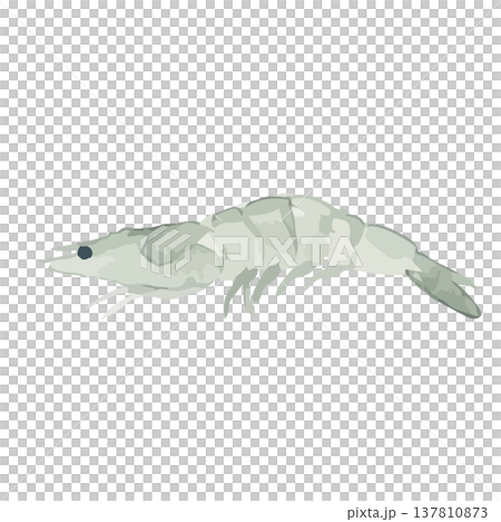 Watercolor-style illustration of a shrimp 137810873