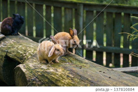 Two young rabbits sitting on mossy wooden log in farm enclosure. Adorable domestic animals in natural habitat, countryside and animal care concept 137810884