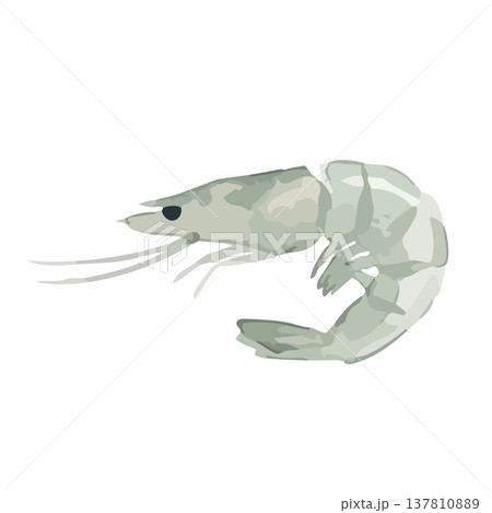水彩風の海老のイラスト 水彩風の海老のイラスト 137810889
