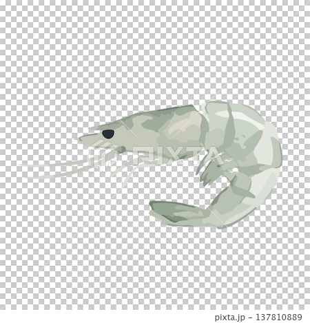 Watercolor-style illustration of a shrimp Watercolor-style illustration of a shrimp 137810889