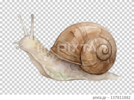 Watercolor-style illustration of a snail Watercolor-style illustration of a snail 137811082