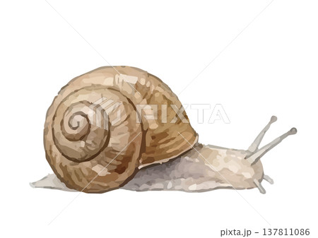 水彩風のかたつむりのイラスト 水彩風のかたつむりのイラスト 137811086