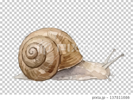 水彩風のかたつむりのイラスト 水彩風のかたつむりのイラスト 137811086