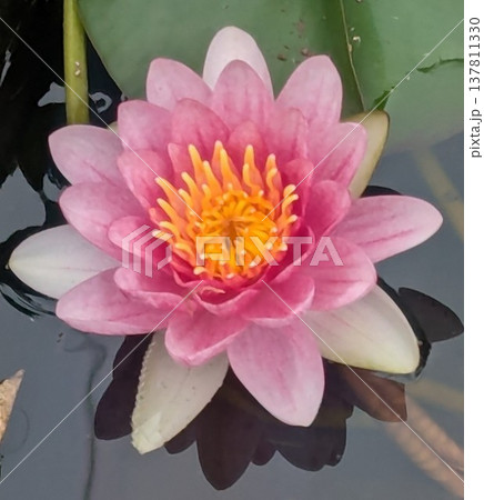 池に浮かぶ蓮の花 池に浮かぶ蓮の花 137811330