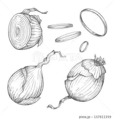 Set of onions. Vector ink styled handmade illustration. For packaging design, cards, cover, prints, product labels and fabric. 137811359