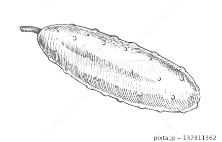 Cucumber. Vector ink styled handmade illustration. For packaging design, cards, cover, prints, product labels and fabric. Cucumber. Vector ink styled handmade illustration. For packaging design, cards, cover, prints, product labels and fabric. 137811362