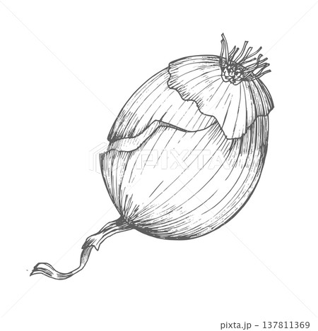 Onion. Vector ink handmade illustration. For packaging design, cards, cover, prints, product labels and fabric. Onion. Vector ink handmade illustration. For packaging design, cards, cover, prints, product labels and fabric. 137811369