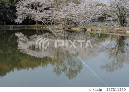 池を囲む桜に見惚れる、知る人ぞ知る天理市内山永久寺跡 137811380
