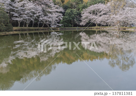 池を囲む桜に見惚れる、知る人ぞ知る天理市内山永久寺跡 137811381