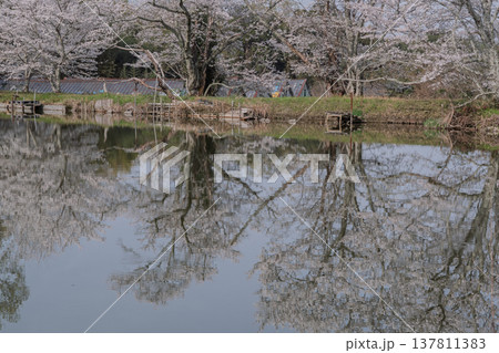 池を囲む桜に見惚れる、知る人ぞ知る天理市内山永久寺跡 池を囲む桜に見惚れる、知る人ぞ知る天理市内山永久寺跡 137811383