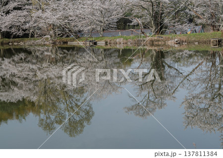 池を囲む桜に見惚れる、知る人ぞ知る天理市内山永久寺跡 137811384