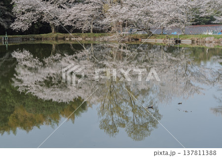 池を囲む桜に見惚れる、知る人ぞ知る天理市内山永久寺跡 137811388