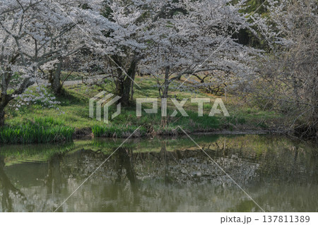 池を囲む桜に見惚れる、知る人ぞ知る天理市内山永久寺跡 137811389