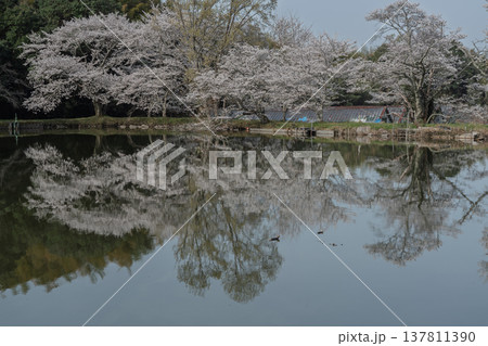 池を囲む桜に見惚れる、知る人ぞ知る天理市内山永久寺跡 137811390