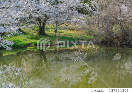 池を囲む桜に見惚れる、知る人ぞ知る天理市内山永久寺跡 137811391