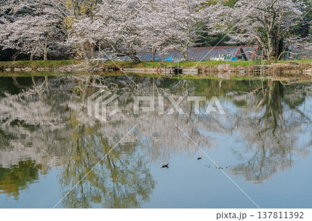 池を囲む桜に見惚れる、知る人ぞ知る天理市内山永久寺跡 池を囲む桜に見惚れる、知る人ぞ知る天理市内山永久寺跡 137811392