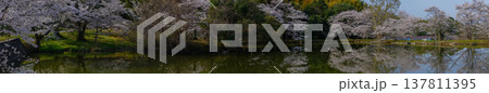 池を囲む桜に見惚れる、知る人ぞ知る天理市内山永久寺跡 137811395