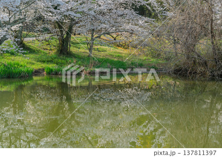 池を囲む桜に見惚れる、知る人ぞ知る天理市内山永久寺跡 池を囲む桜に見惚れる、知る人ぞ知る天理市内山永久寺跡 137811397