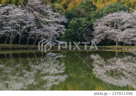 池を囲む桜に見惚れる、知る人ぞ知る天理市内山永久寺跡 池を囲む桜に見惚れる、知る人ぞ知る天理市内山永久寺跡 137811398